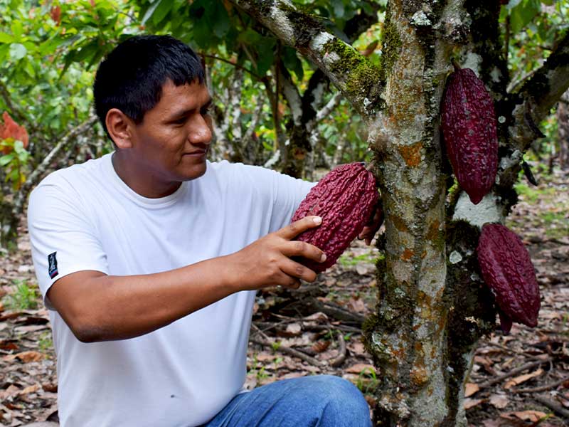 ASPROC-NBT Parcelas con sistemas agroforestales Wilder